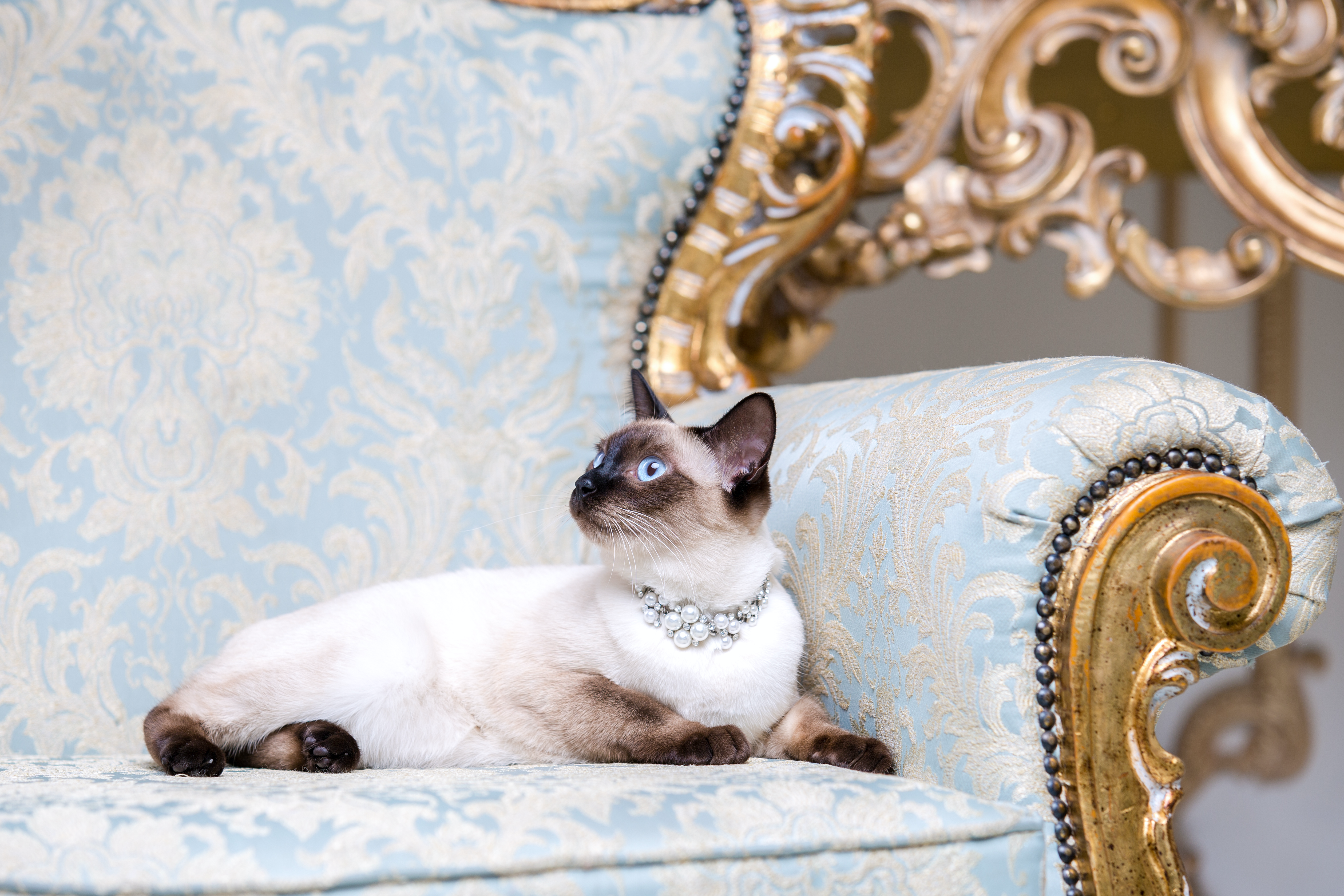 Luxury to the max for pet parents and pets