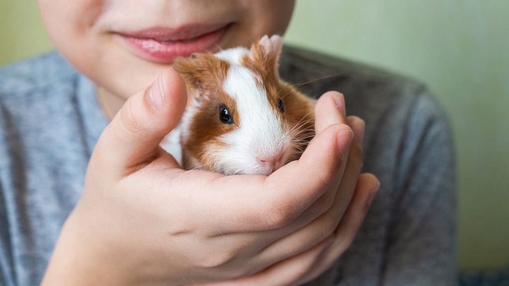 Nutritional requirements of small animals