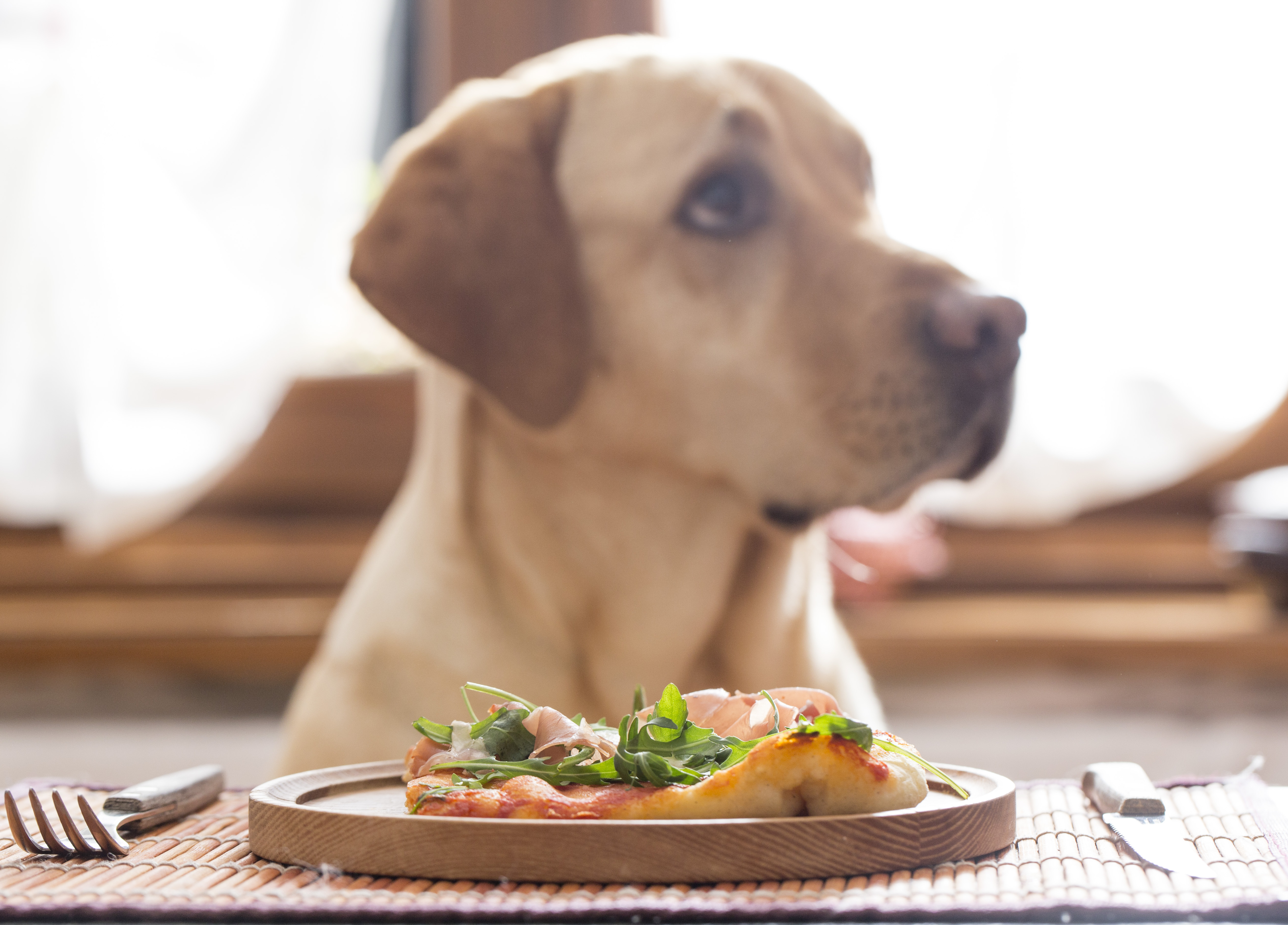 From the plate to the bowl