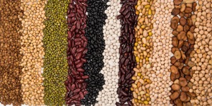 The influence of pulses on pet health