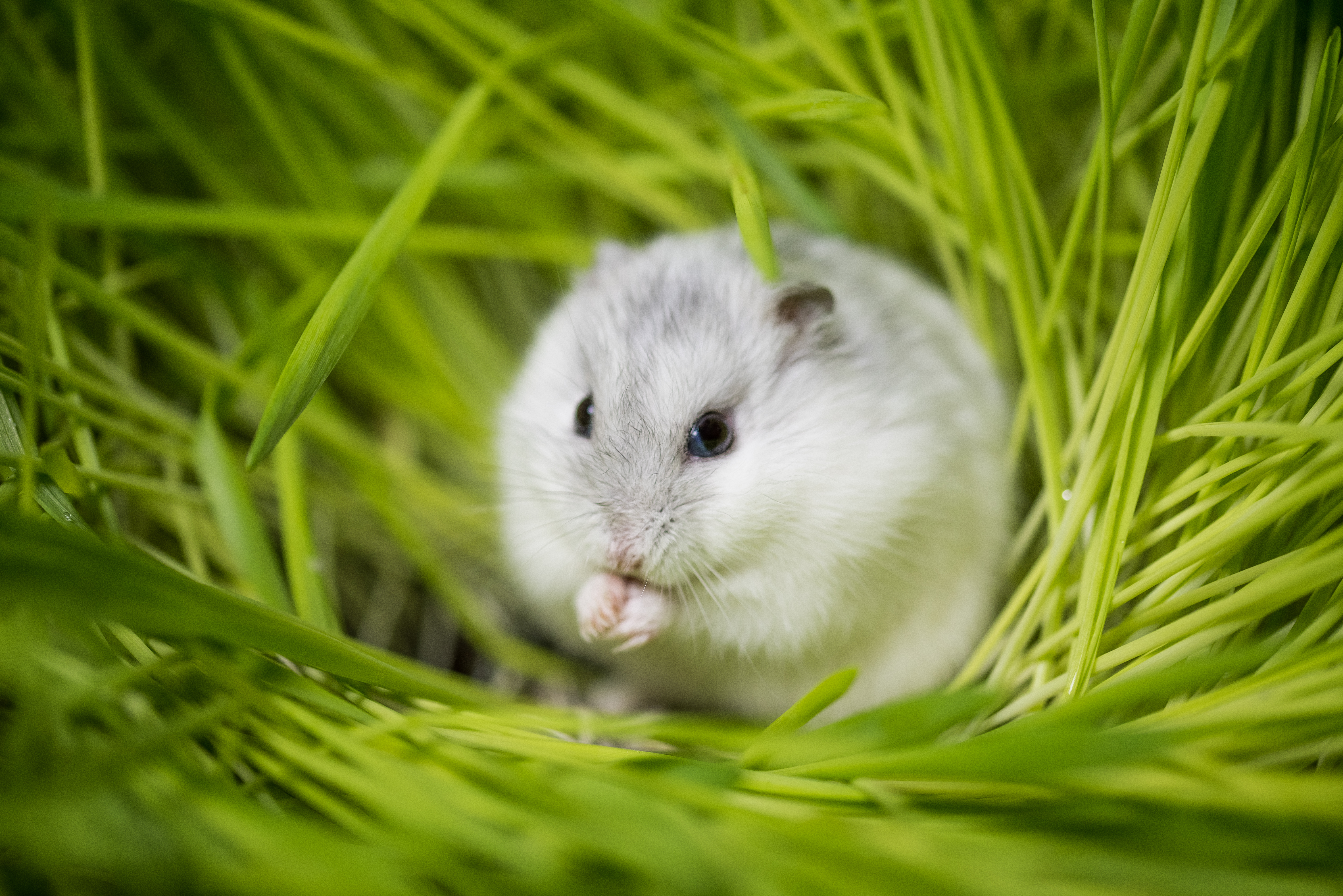 Small mammal ownership and sustainability