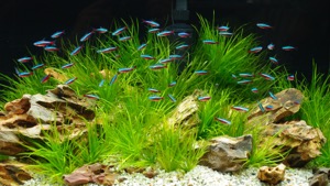 Aquascaping is thriving in Romania