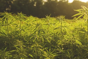 CBD and its benefits: What does the research say?