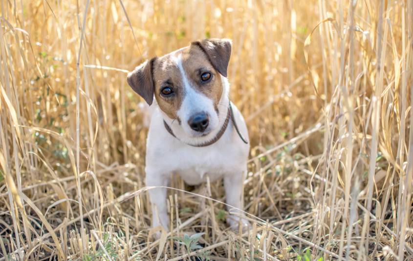 Is grain-free pet food better for dogs?