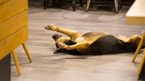 Will Starbucks add ‘Puppuccinos’ and other pet items to its menu?