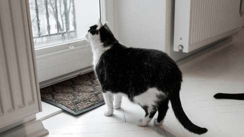 Revealed: The best and worst cities for pets in the UK