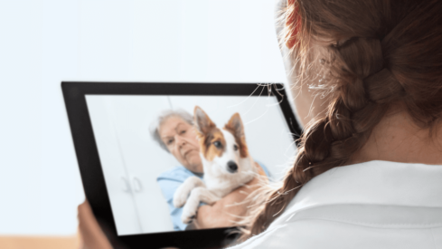 How Brazil is opening its market for veterinary telemedicine