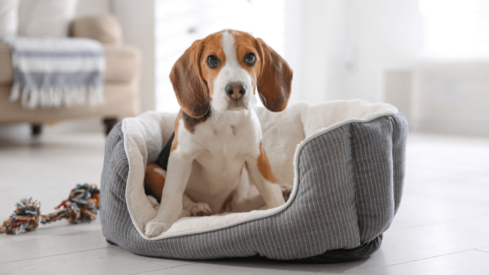 UK-based TrustedHousesitters raises million to expand into US