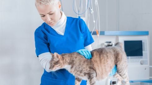 Mubadala invests 7 million in major European veterinary care provider