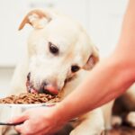 Pure Potato Protein for pets’ health and well-being