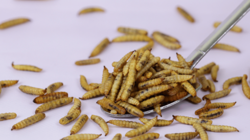 Investor acquires half of Canadian BSFL producer