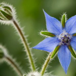 Borage Seed Oil