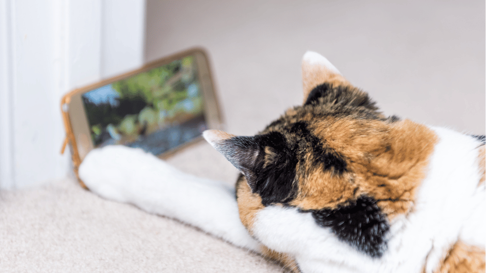 Joint venture to revolutionize virtual pet entertainment