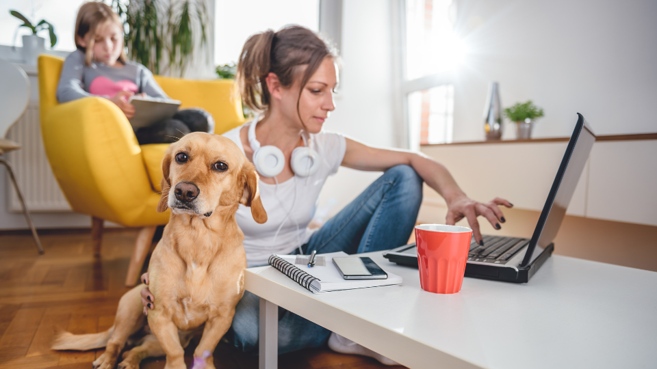 Choosing between traditional and social media ads: what US pet parents say