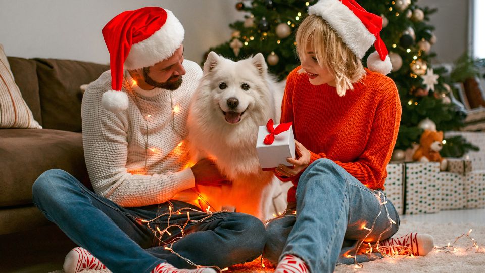 Survey: 81% of Pet Owners Buy Christmas Gifts for Dogs, Cats and