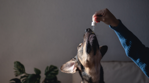 Controlling anxiety and stress in pets