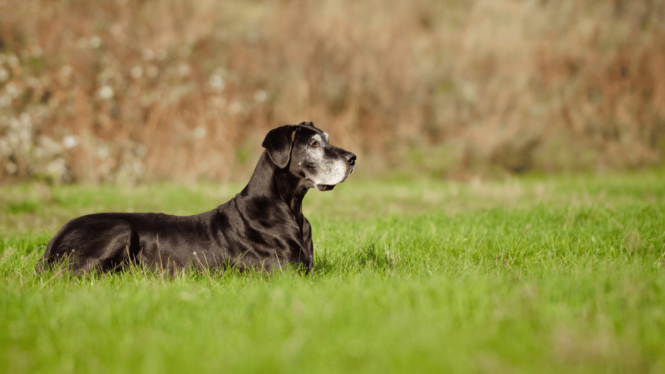 Dilated cardiomyopathy in dogs: Is diet a cause?
