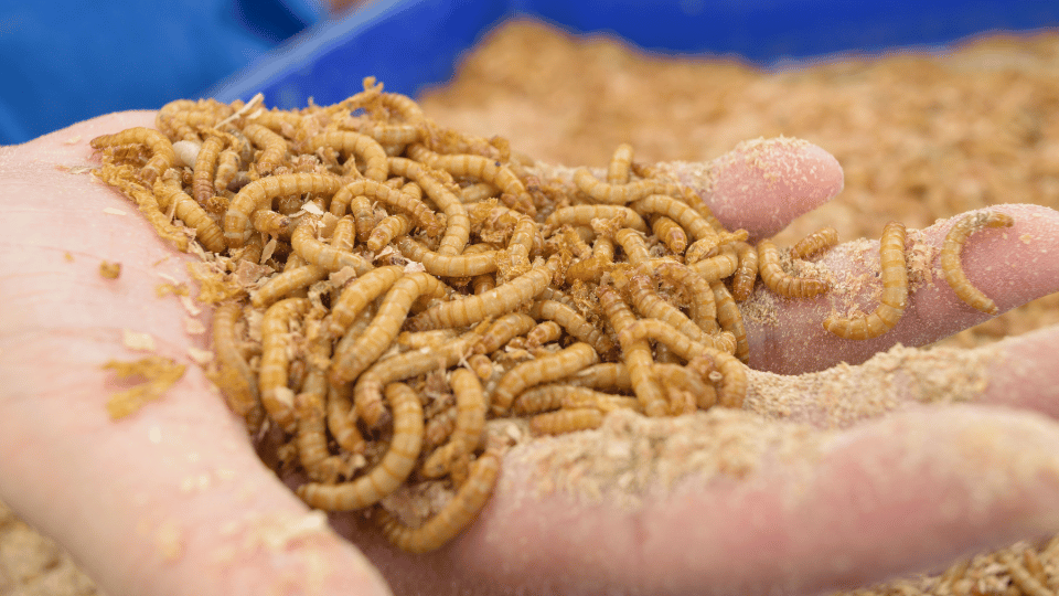 Insect pet food: an update