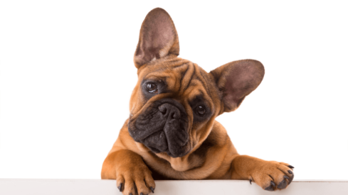 Is the end of ‘designer pets’ near in the Netherlands?