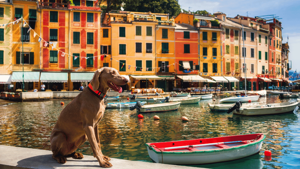 How much does it cost to have a pet in Italy in 2023?