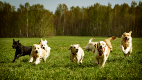 Increasing population of large dogs is good, admits Nestlé executive