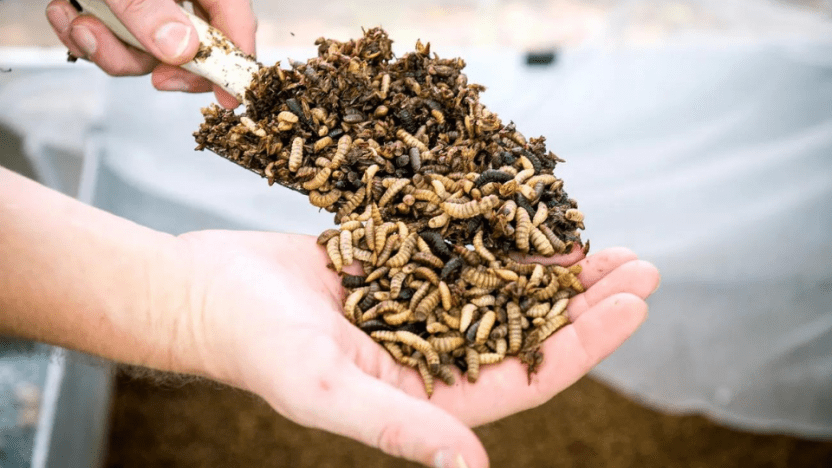 Malaysian insect player receives green light to export products to Europe