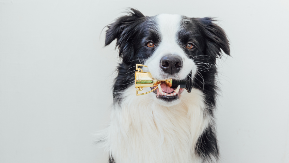 These are the winners of the Pet Innovation Awards 2023