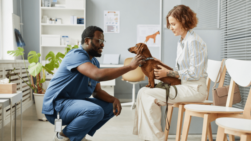 American dog owners cutting costs on vet care, pet insurance and grooming