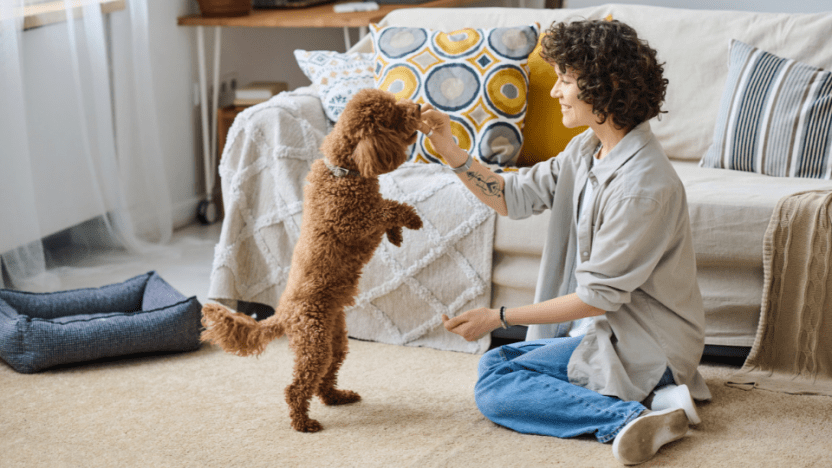The resurgence of the pet-sitting industry
