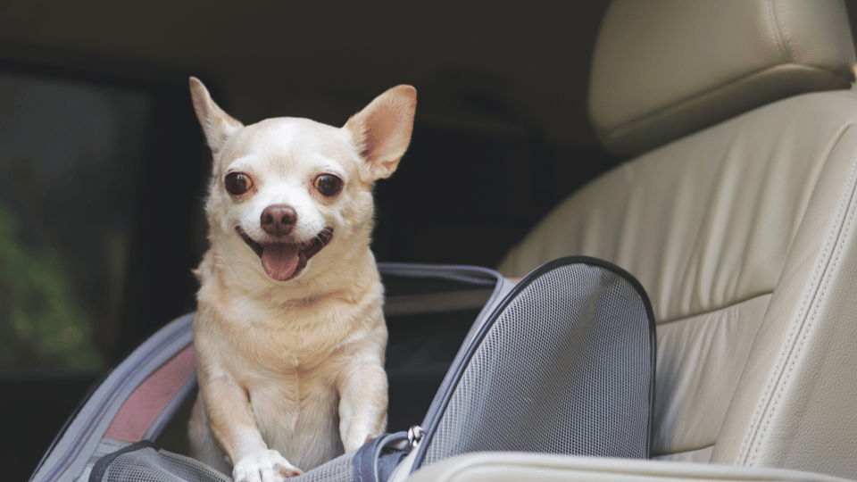 Trends driving the pet carrier market
