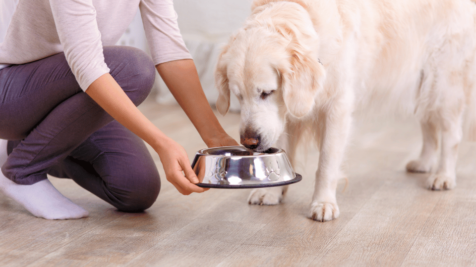 Pet parents’ habits when feeding their dog