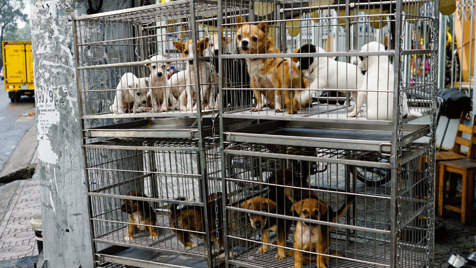 UK officials commit against puppy smuggling