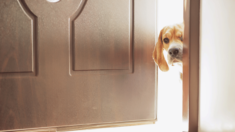 These bills aim to ease public housing for pet owners in the US