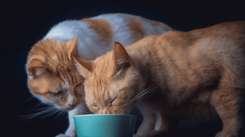 Understanding feline food and treat trends GlobalPETS