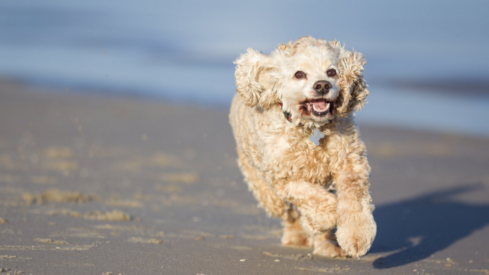 Voff acquires Dutch pet food manufacturer Carnibest