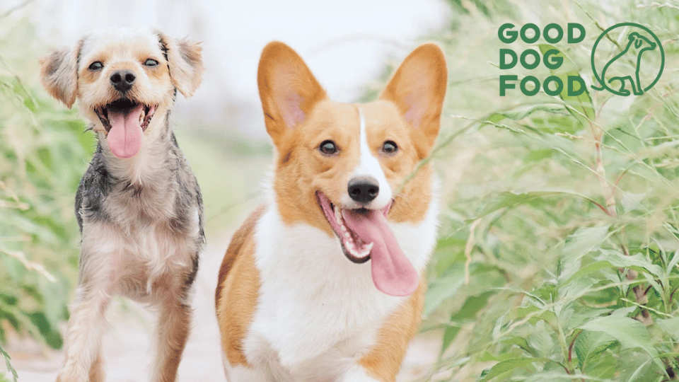 Good Dog Food appoints new board director