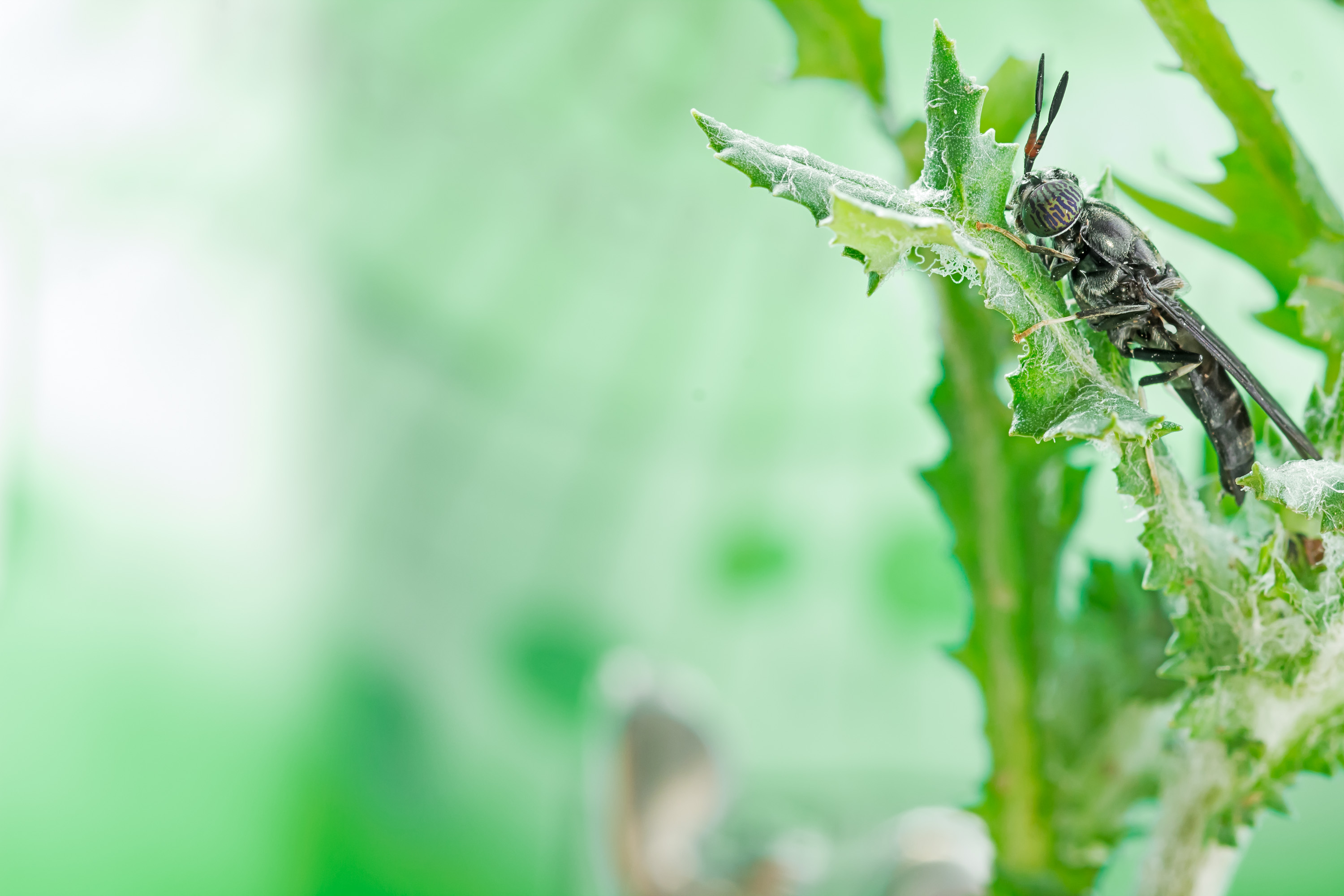 Insect protein