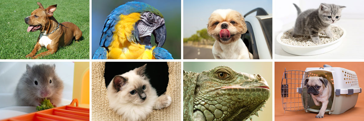 Packaged Facts Go to resource for the global pet industry