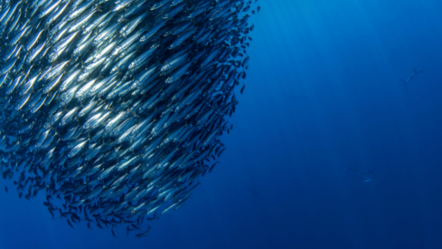 Harnessing protein power: sardines and anchovies as superfoods