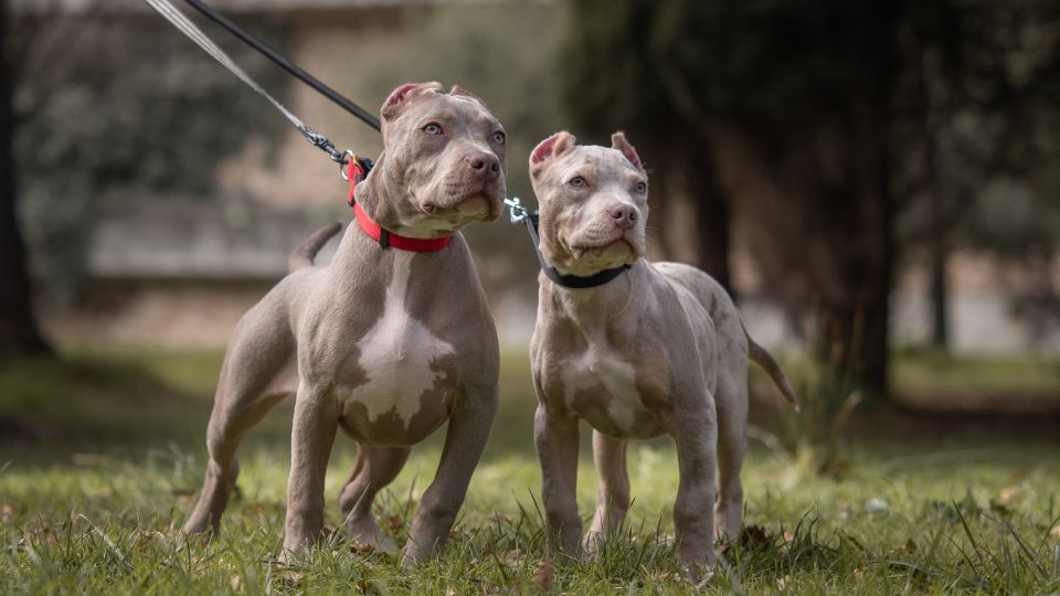 Vets raise concerns about XL Bully dog ban in the UK