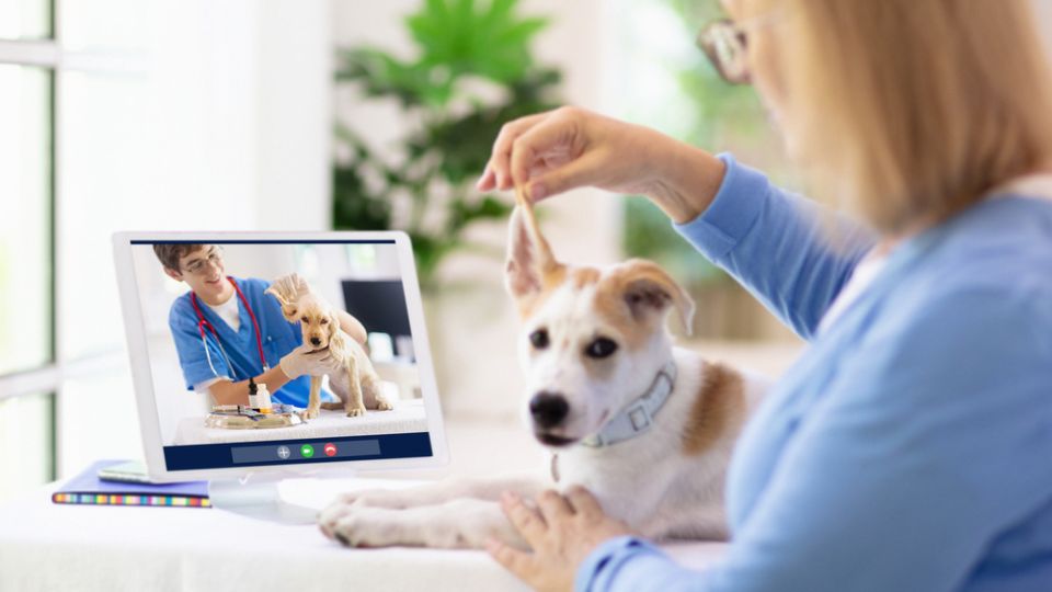 New vet telehealth bill in California: an opportunity for the local industry?