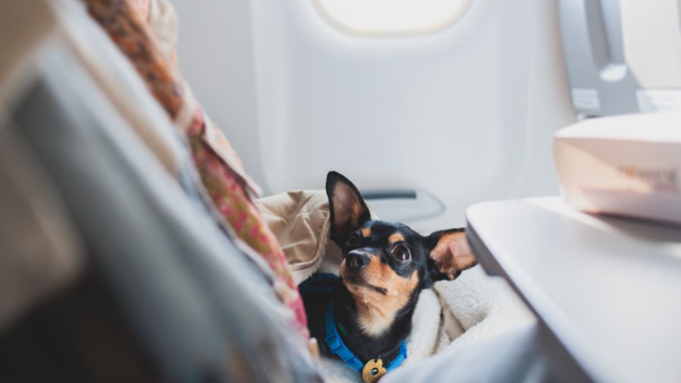 Spanish airline to offer pet treats on board