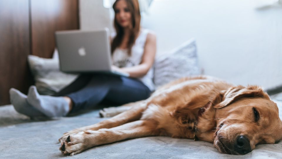 7 things your DTC petcare ecommerce website needs to succeed