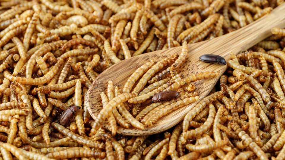 AAFCO approves dried mealworm meal for adult dog food