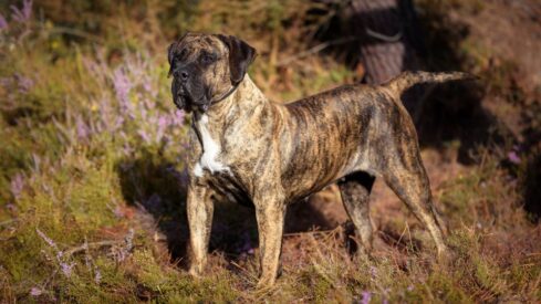 Queensland to toughen dangerous dog law