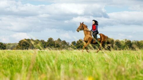 Present and future of the equine industry