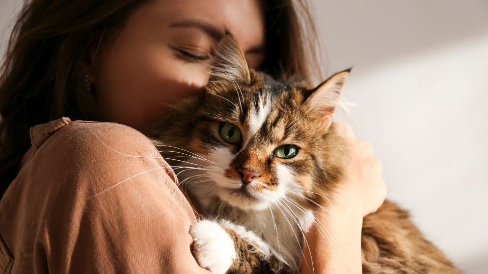 1.5 million UK owners are ‘seriously worried’ about meeting their cats’ needs