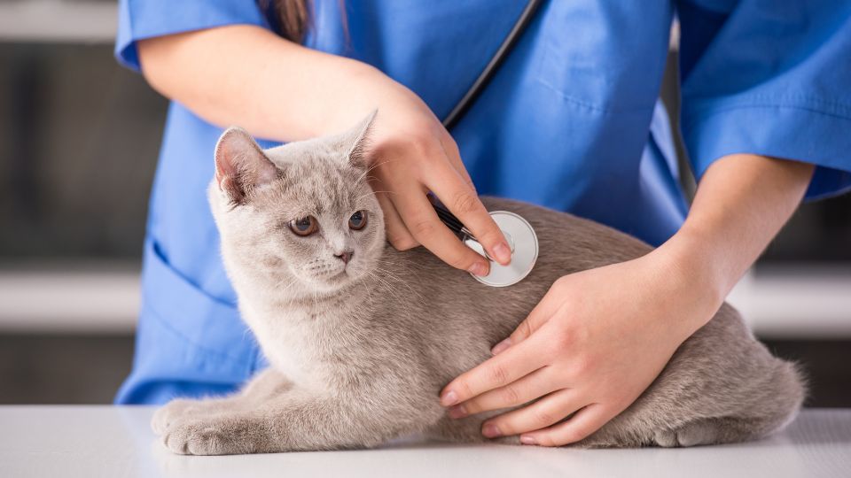 UK’s competition watchdog: pet owners might be overpaying for medicines