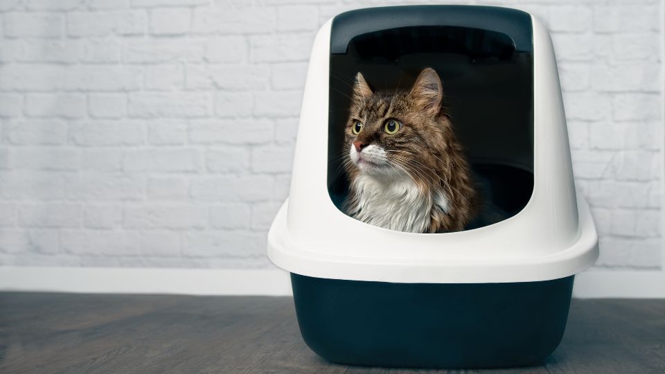 Health and wellness: a new angle for the cat litter sector