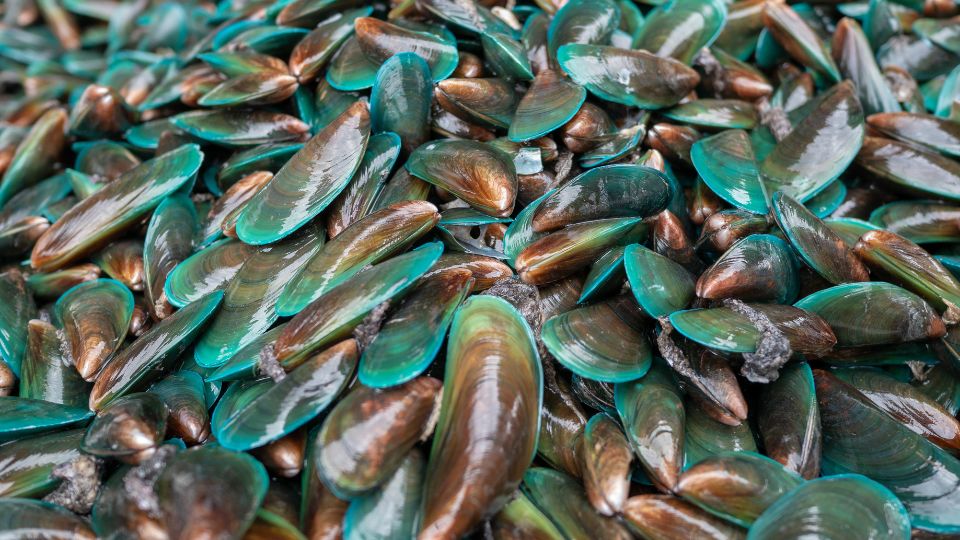 Green-lipped mussel: harnessing the power of marine ingredients